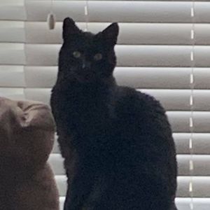 Meet your Posher, Asher